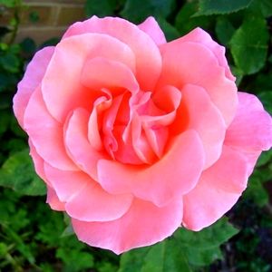 Meet your Posher, Nella